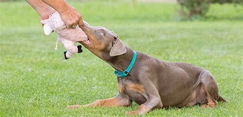 Fawn Doberman Pictures, Genetics and Care Guide