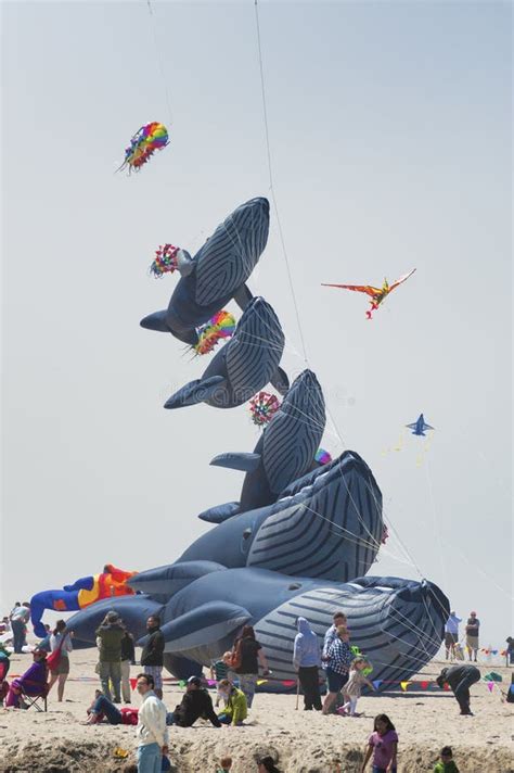 Annual Kite Flying Festival Editorial Stock Image - Image of coast ...