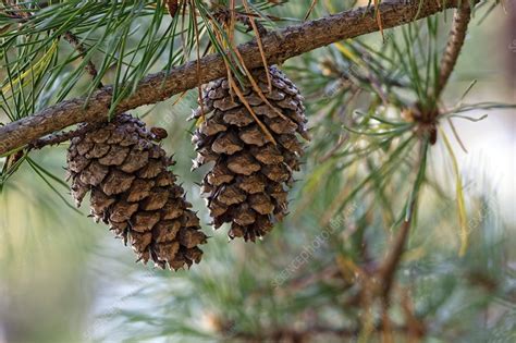 Virginia pine (Pinus virginiana) - Stock Image - C022/8705 - Science ...