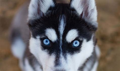 Huskies With Blue Eyes: The Genetic Predisposition Behind Their ...