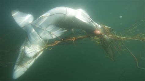 New calls for Glenelg shark net | news.com.au — Australia’s leading ...