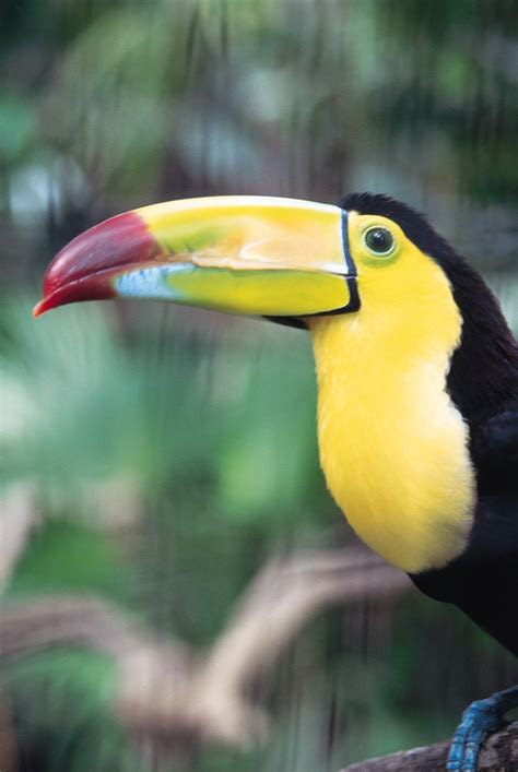 How to Make a Paper Toucan Beak | ehow