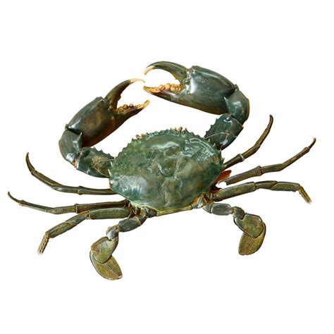 Order Fresh Alimango Online – The Best for Your Crab Recipes