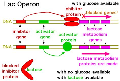 Joe's Guide to Science: The Lac Operon