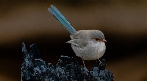 Splendid Fairy-wren - BirdLife Australia