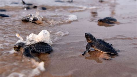 It’s turtle hatching season at Anjarle Beach | Condé Nast Traveller India | Trends