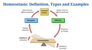 Homeostasis: Definition, Types and Examples - PhD Nest