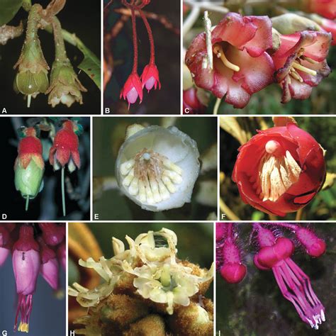 Nectar-producing flowers in Melastomataceae. (A) Blakea chlorantha, (B)... | Download Scientific ...