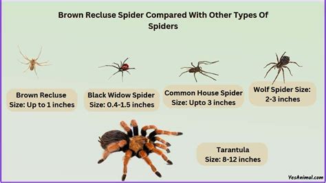 Brown Recluse Spider Size Explained & Compared With Others