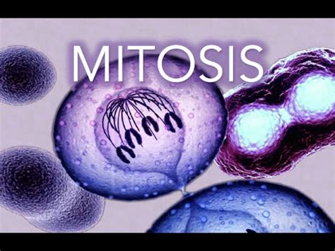 MITOSIS - MADE SUPER EASY - ANIMATION - YouTube
