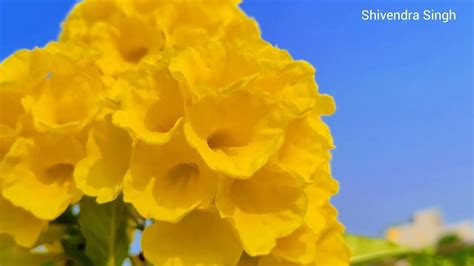 Time lapse | Flower Clouds Time lapse | Time lapse Video | - YouTube