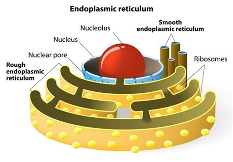 Rough And Smooth Endoplasmic Reticulum In Plant Cell - Rough And Smooth ...