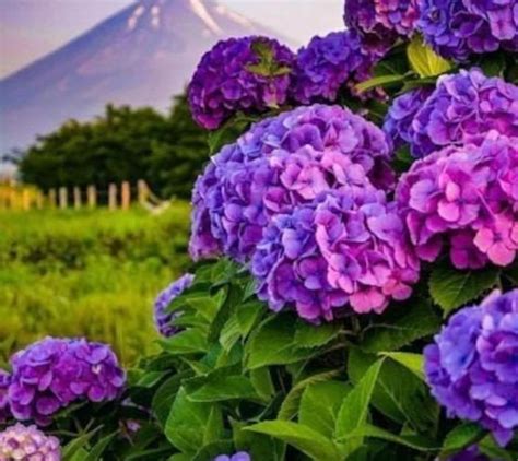 Best Dark Purple Hydrangea Shrub Flower Seeds 5 Pcs | Etsy