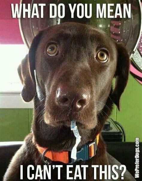 Pin by Linda Telnock on Adorable Animals | Labrador funny, Labrador dog ...