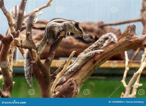 Chipmunks Playing on Dry Tree Branches Stock Photo - Image of wood ...