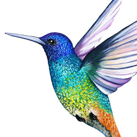 Golden Tailed Sapphire Hummingbird Print By Charlotte Jones Design ...