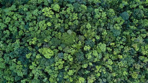 Giornata internazionale delle foreste, ecco come (e perché) dobbiamo proteggerle | Ohga!