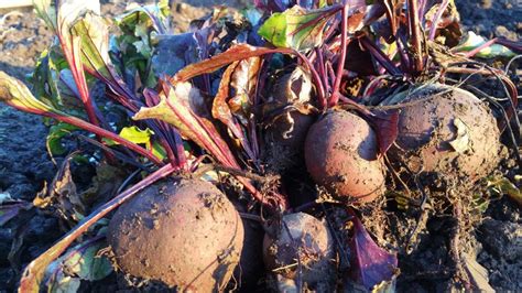 Harvesting Beetroot And How To Store And Use It