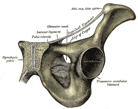 Obturator crest