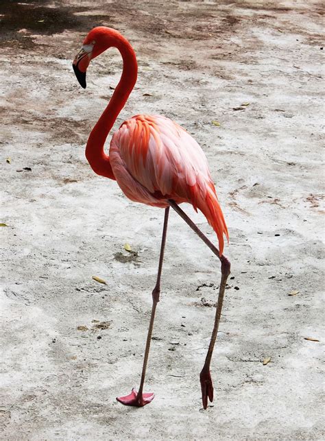 ave, flamenco, flamingo, animal themes, bird, vertebrate, animal, animal wildlife, animals in ...