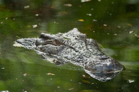 Saltwater Crocodile Attacks In Australia - Hits, Near Misses, How To Be Safe