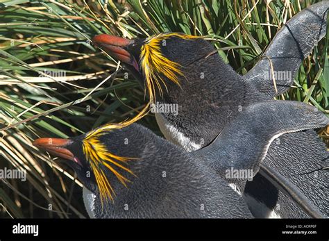 Macaroni penguin mating hi-res stock photography and images - Alamy