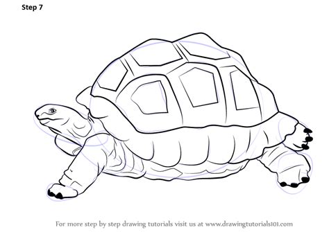 Step by Step How to Draw a Tortoise : DrawingTutorials101.com | Tortoise drawing, Turtle drawing ...