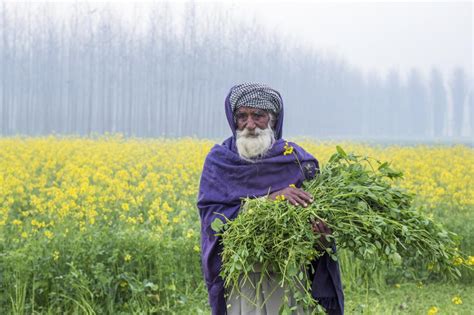 Sustainable agriculture: Punjab needs policies to support crop ...