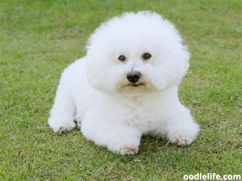 The 9 Safest Breeds Of Dogs That Don't Bite - Oodle Life