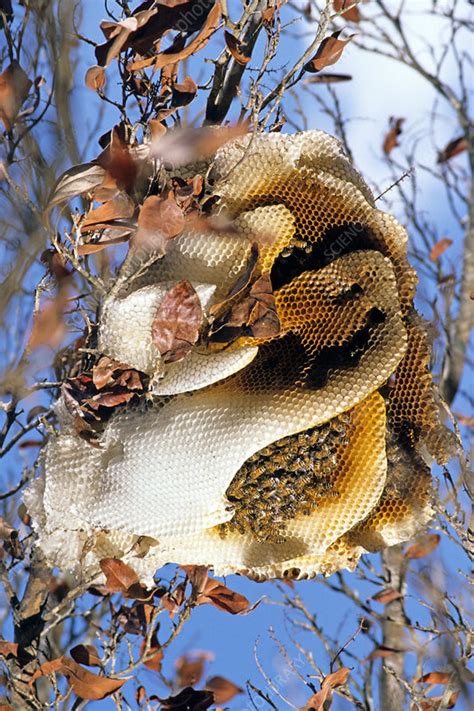 Honey Bee Hive - Stock Image - C002/2230 - Science Photo Library