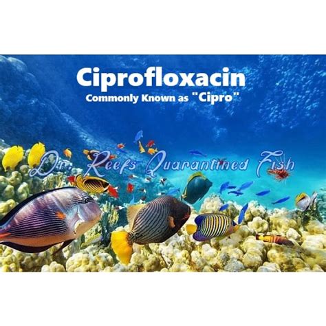 Cipro 500mg | Quarantined Fish