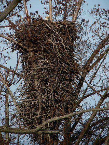 Bald Eagles | Bald eagle, Eagle nest, Eagles