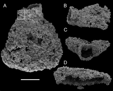 The Dragon's Tales: New Ediacaran NeoProterozoic "Shelly ...