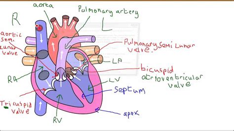 Parts Of The Human Heart And Their Functions | MedicineBTG.com