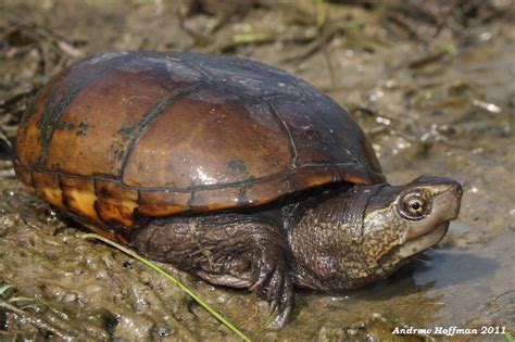 Kinosternon subrubrum hippocrepis (Mississippi Mud Turtle)… | Flickr