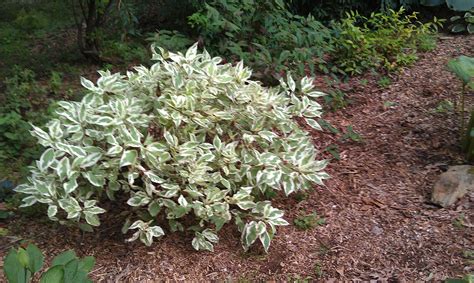 Variegated dogwood shrub in my garden | Dogwood shrub, Shrubs, Garden