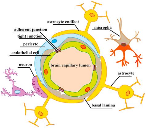 Cells | Free Full-Text | Mechanisms of Blood–Brain Barrier Protection ...