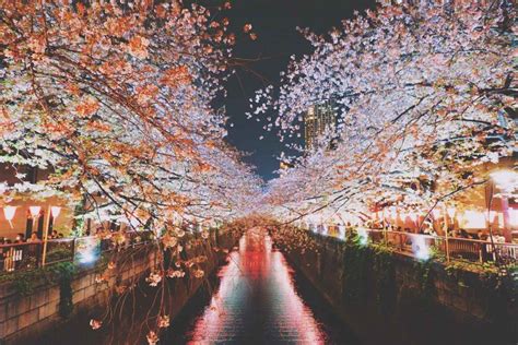 When & Where To Enjoy Cherry Blossoms In Japan | Spring 2023 | Japan cherry blossom season ...