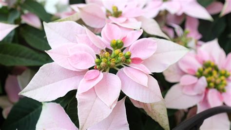 Dreaming of a white (or pink) poinsettia? - Orlando Sentinel