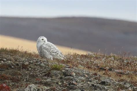 Snowy Owl Tundra Landscape Wrangel Island UNESCO World Her… | Flickr