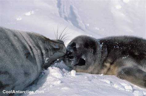 Thumbnails - Weddell Seal Adult 1 - Free use pictures of Antarctica