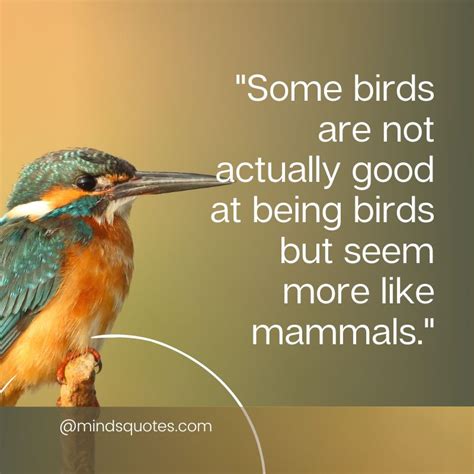 50 National Bird Day Quotes, Wishes & Messages, Slogans