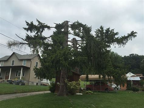 Pruning Techniques: Pollarding vs. Topping a Tree - Arborist Now