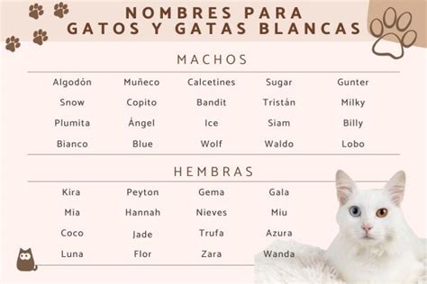 piel Abreviatura Melódico nombres para gatos blancos macho Igualmente ...