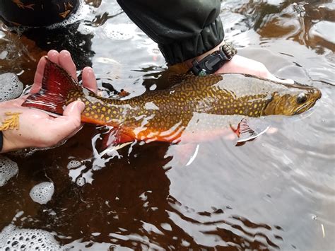 Lake Superior coaster brook trout increases in MN - Northern Wilds Magazine