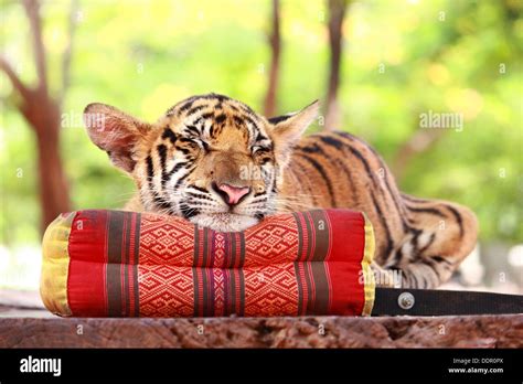 Baby tiger sleeping on thai pillow Stock Photo - Alamy