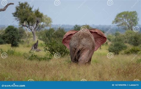 African Bull Elephant Flapping Its Ears in the Bush at Kruger National ...