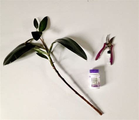 How To: Propagate a Rubber Tree | Leaf and Paw