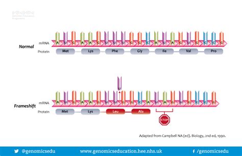 Single nucleotide polymorphisms - Genomics Education Programme