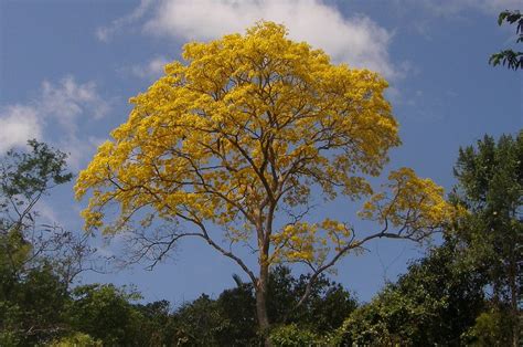 Guayacan Trumpet Tree | The Canopy Family